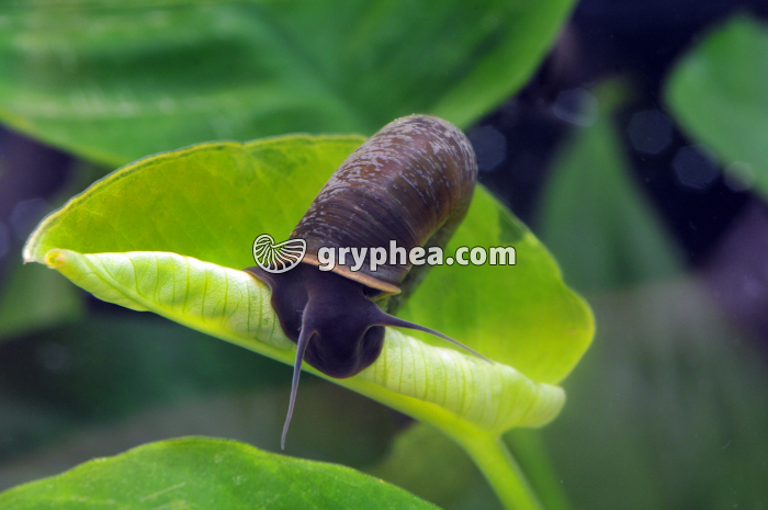 Planorbe (Planorbarius corneus) - gryphea.com
